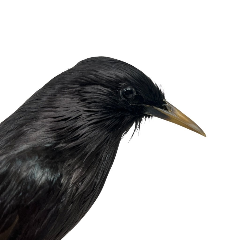 Opgezette Zwarte spreeuw, Ophalen of Verzenden, Zo goed als nieuw, Vogel, Opgezet dier