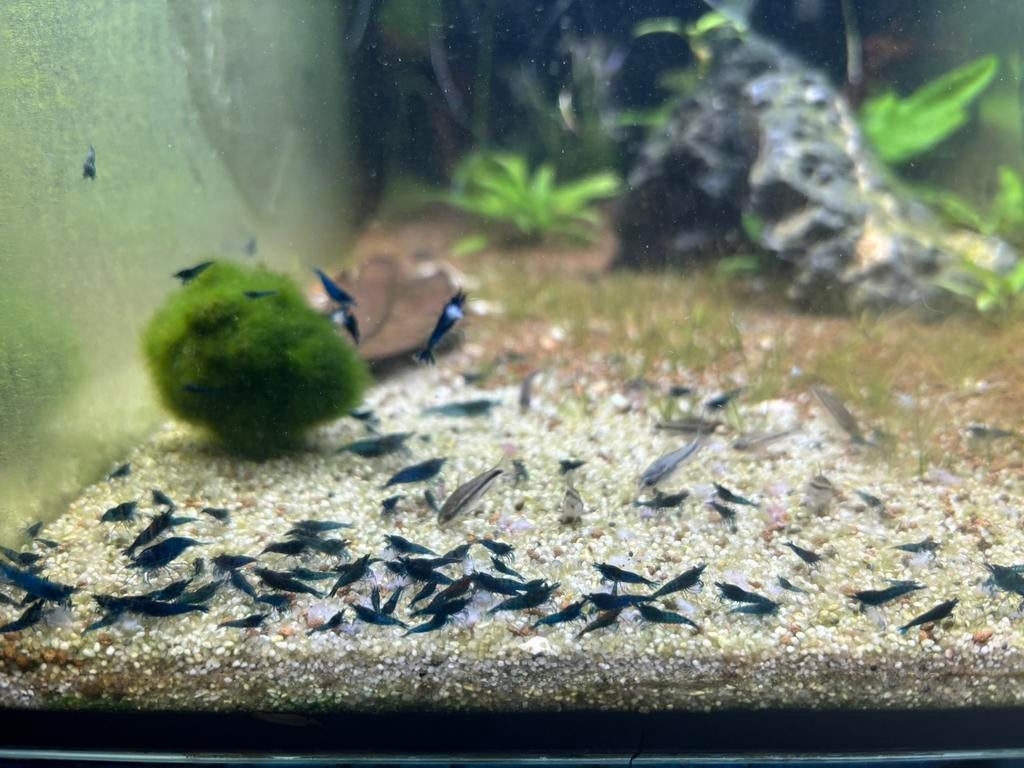 Prachtige Blue Dream Garnalen (11 stuks voor €20), Dieren en Toebehoren, Vissen | Aquariumvissen, Kreeft, Krab of Garnaal