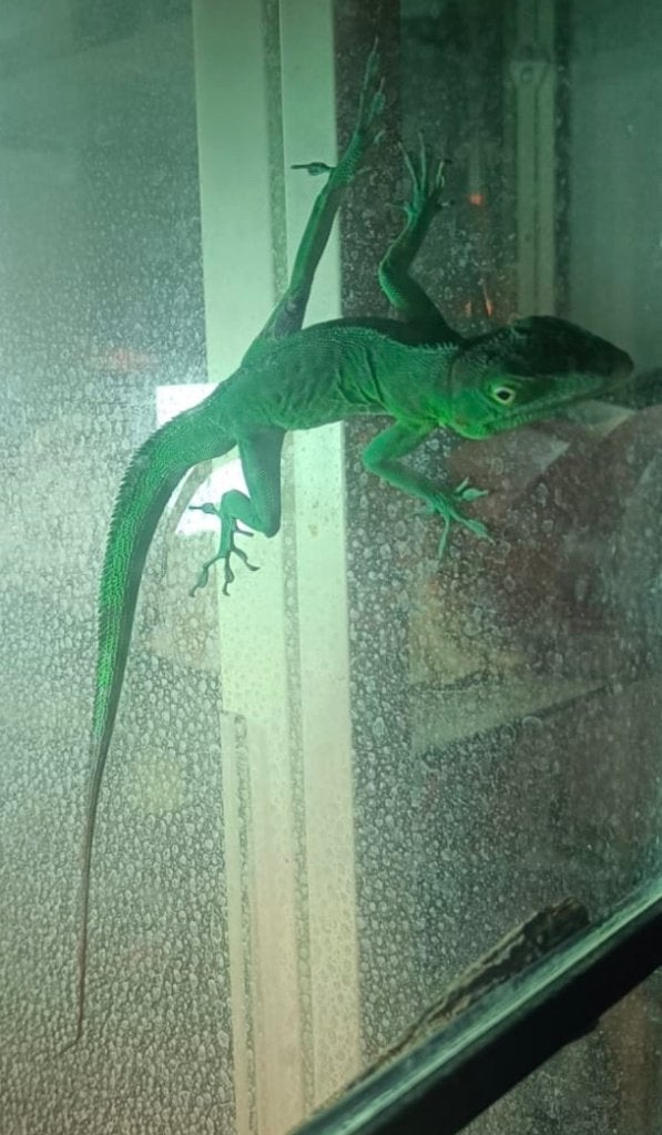 Anolis Garmani, Dieren en Toebehoren, Reptielen en Amfibieën, Hagedis, Met terrarium, 3 tot 6 jaar