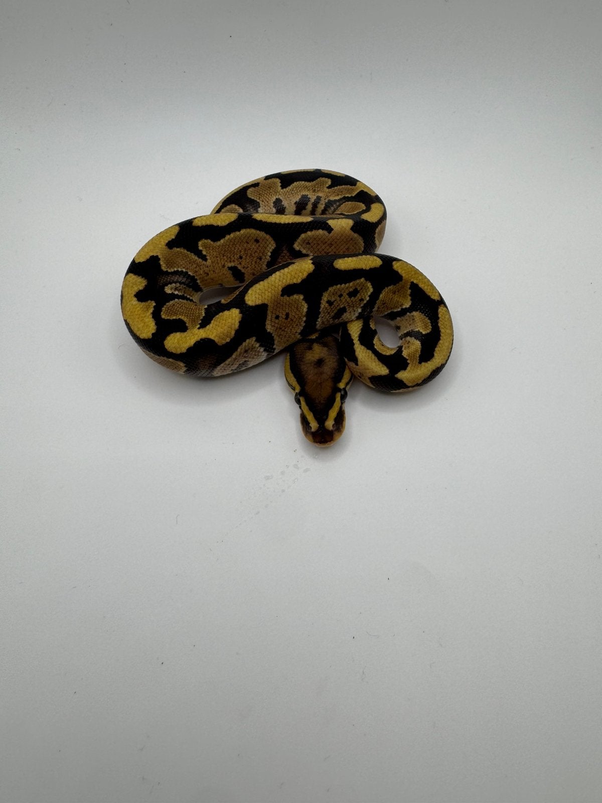 Baby ball python Ball Python photo 2