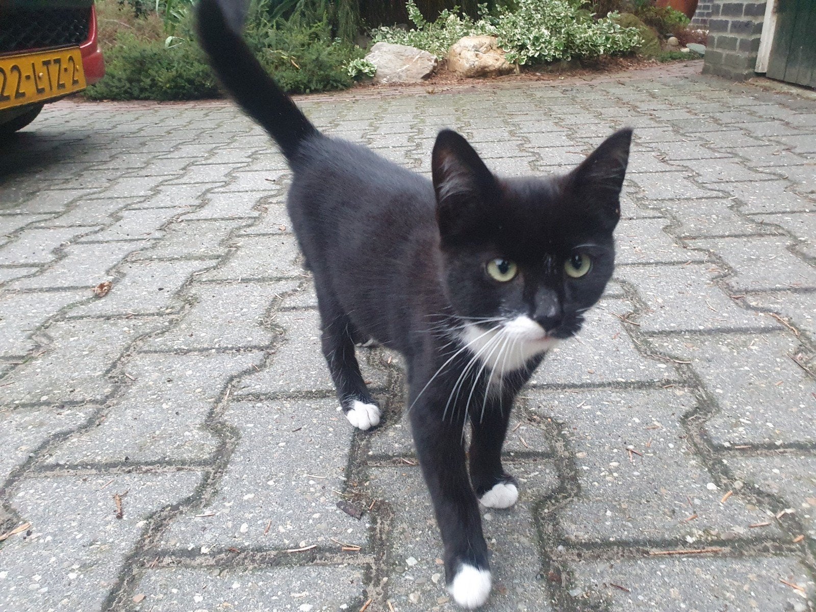 katertje 21 weken oud erg lief, Kater, 0 tot 2 jaar