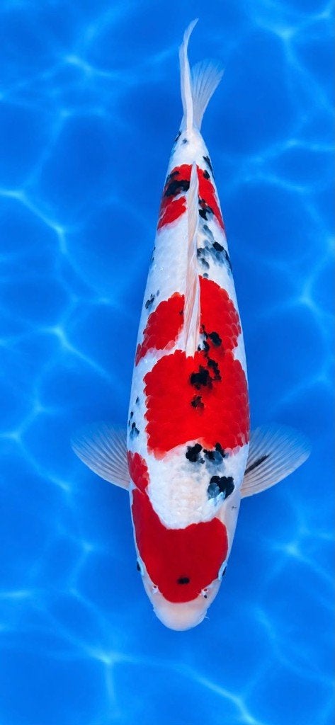 Sanke, Dieren en Toebehoren, Karper of Koi