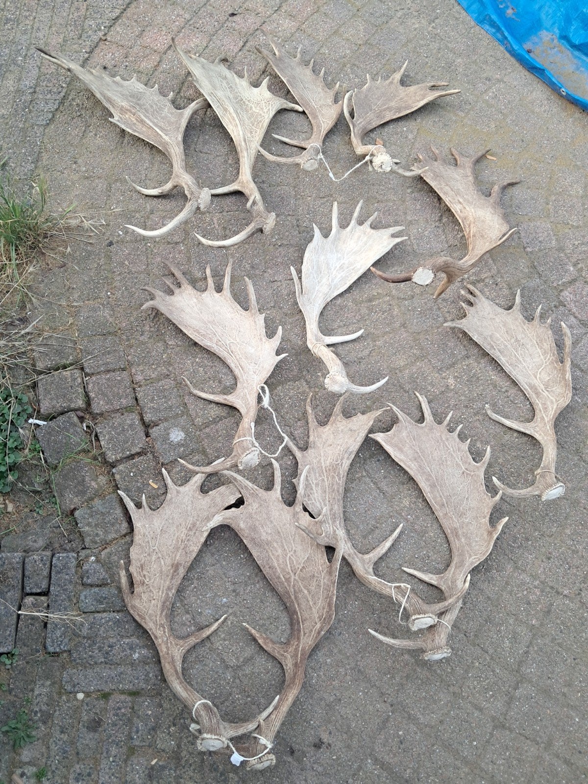 Damhert gewei stangen grote stangen!, Ophalen of Verzenden, Gebruikt, Hert, Gewei of Kop