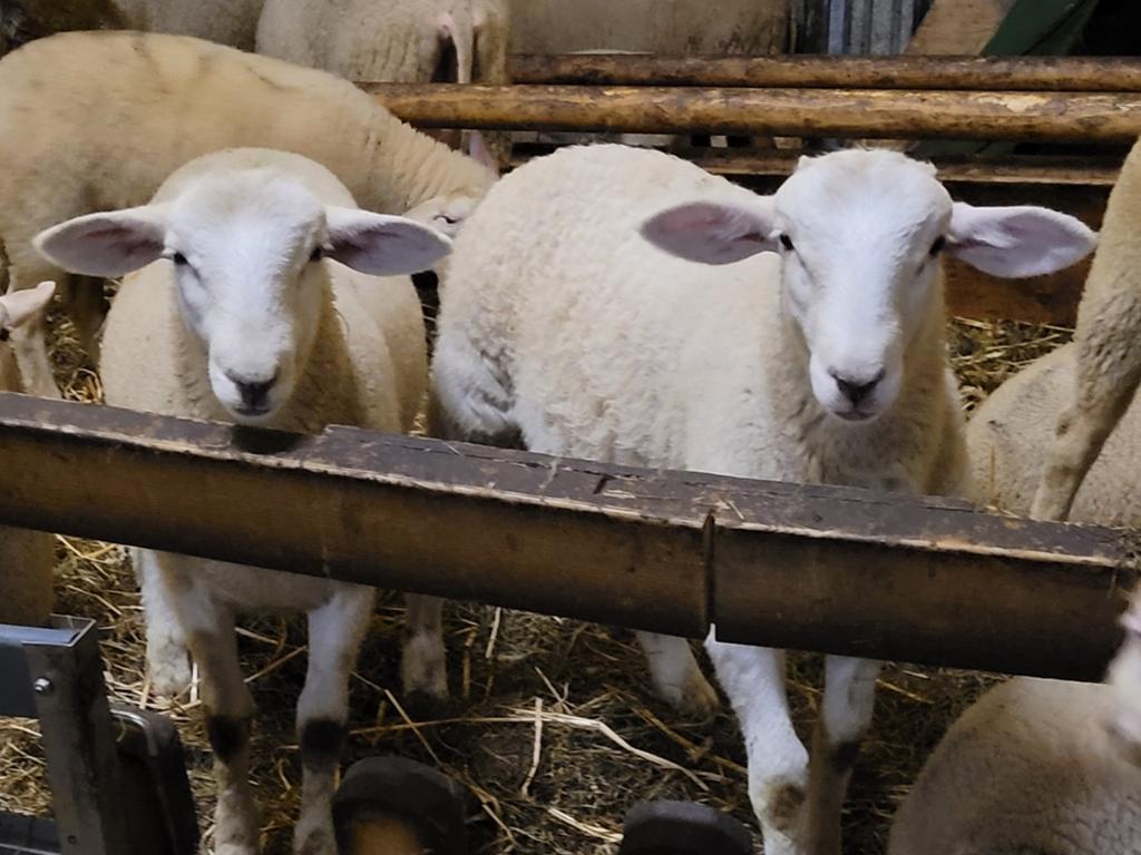 Nolana ooi en ram, Dieren en Toebehoren, Schapen, Geiten en Varkens, Meerdere dieren, Schaap