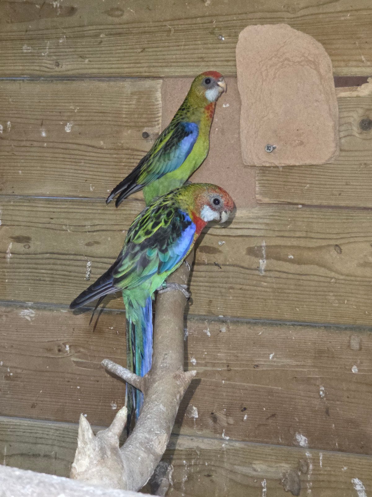 Rosselas, Meerdere dieren, Parkiet, Geringd