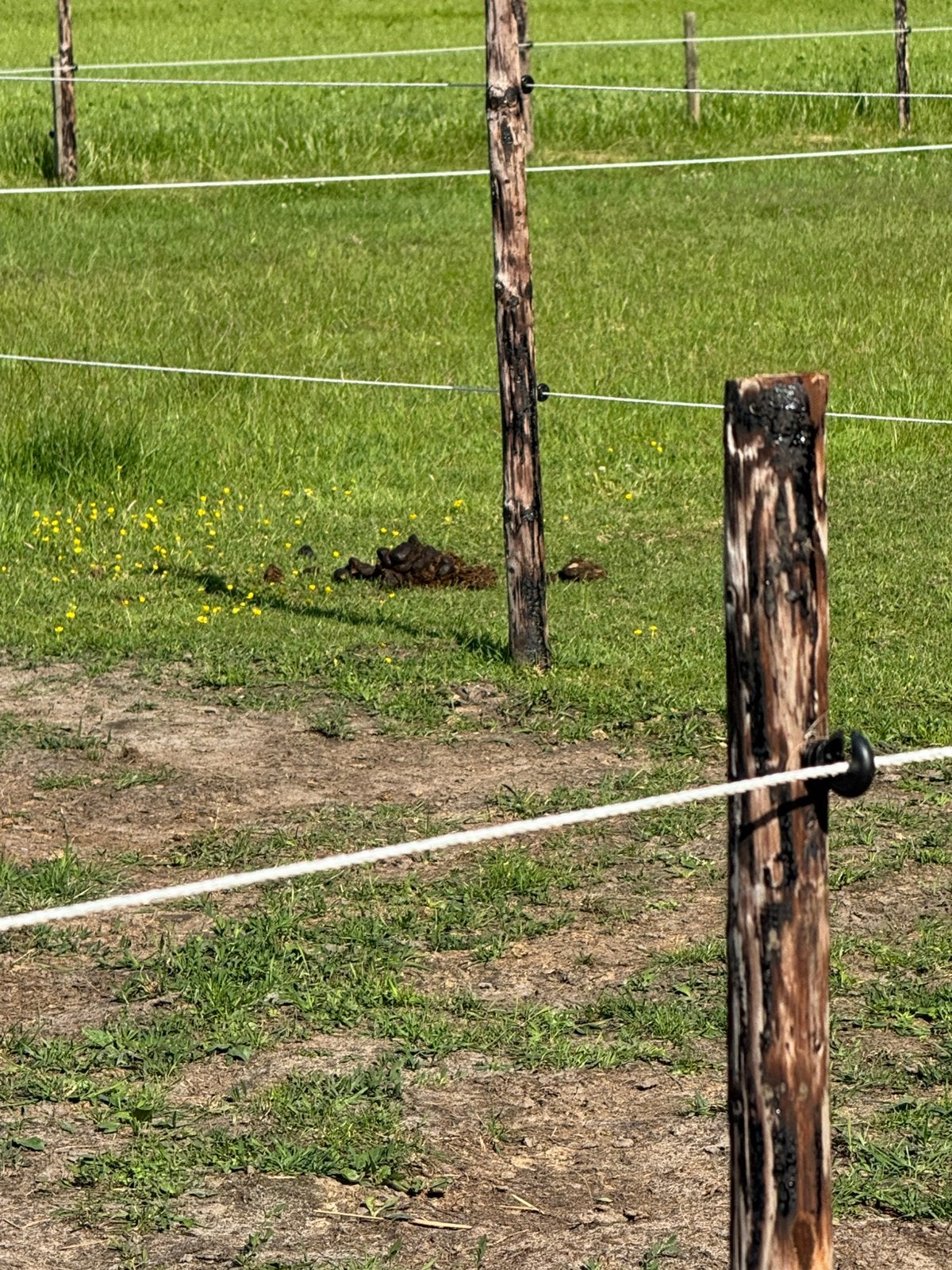 Weide gezocht, Weidegang, 1 paard of pony
