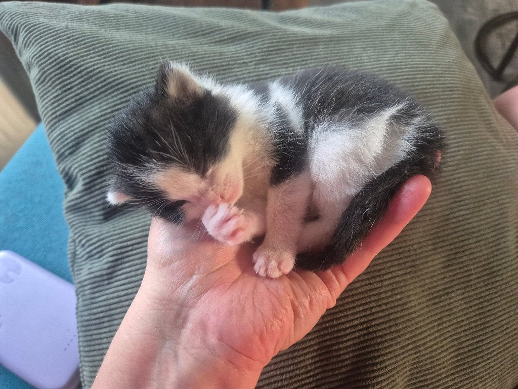 Kittens 4 poesjes en 1 katertje nog 2 beschikbaar., Dieren en Toebehoren, Meerdere dieren, Ontwormd, 0 tot 2 jaar