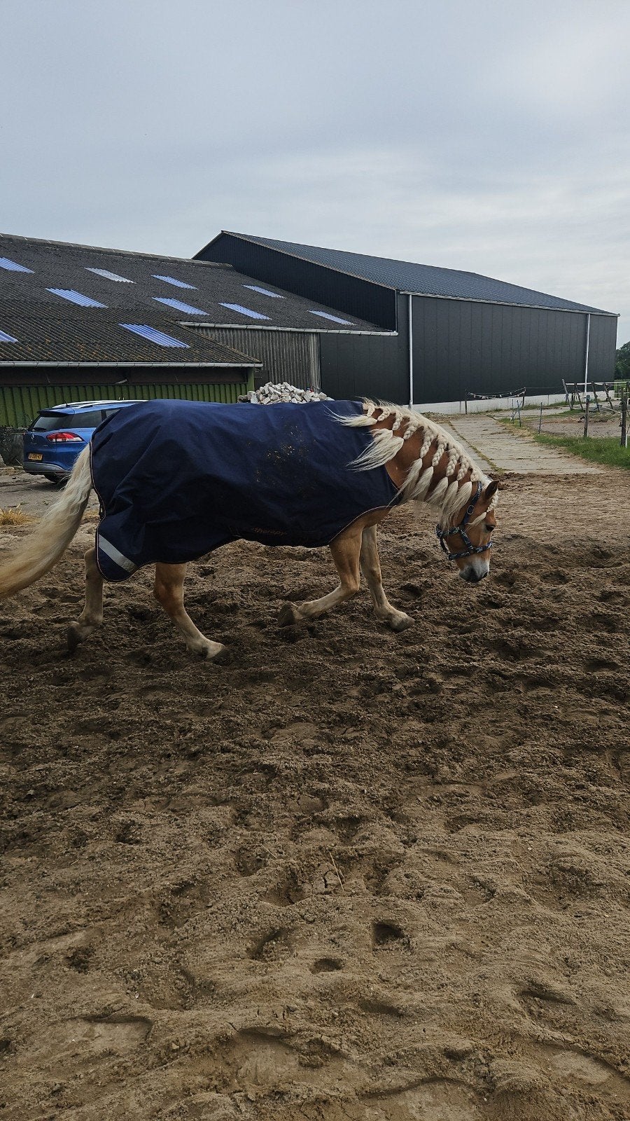 Bucas Therapy Walker L, Dieren en Toebehoren, Gebruikt, Therapeutisch, Ophalen of Verzenden, Blauw