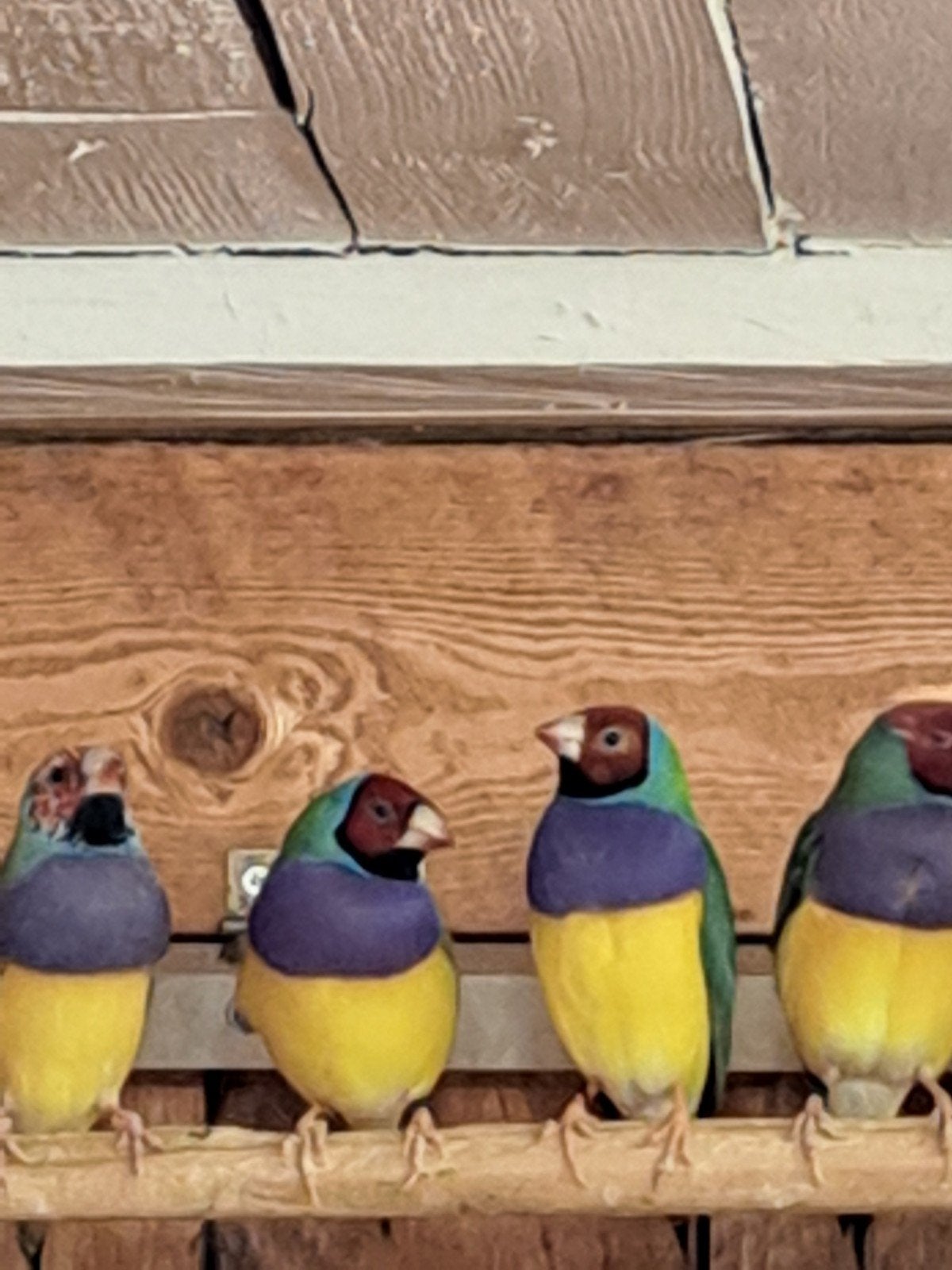 goulds  2026, Dieren en Toebehoren, Meerdere dieren
