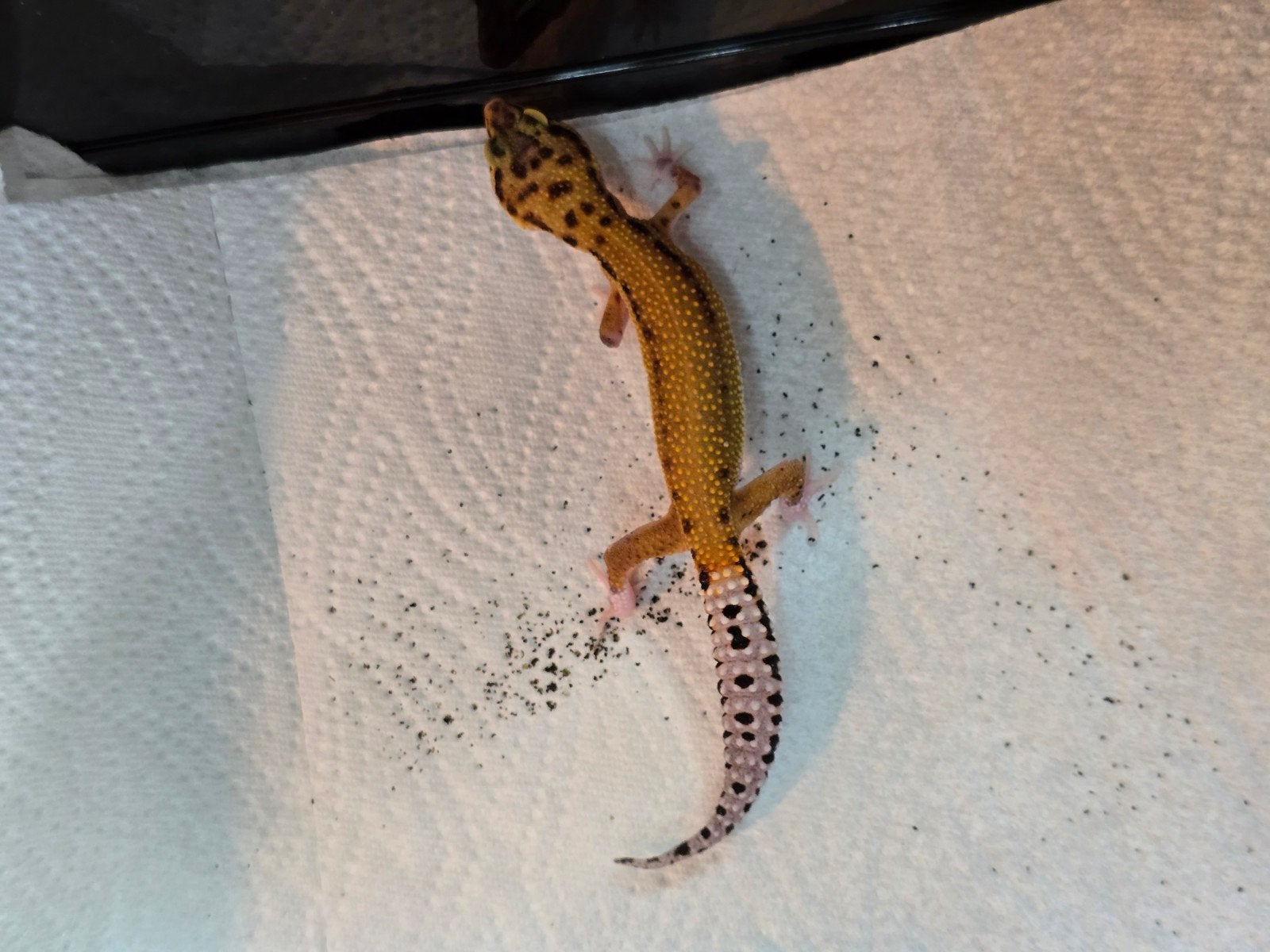 Diversen jonge luipaardgekko's in prachtige kleuren Leopard Gecko photo 4