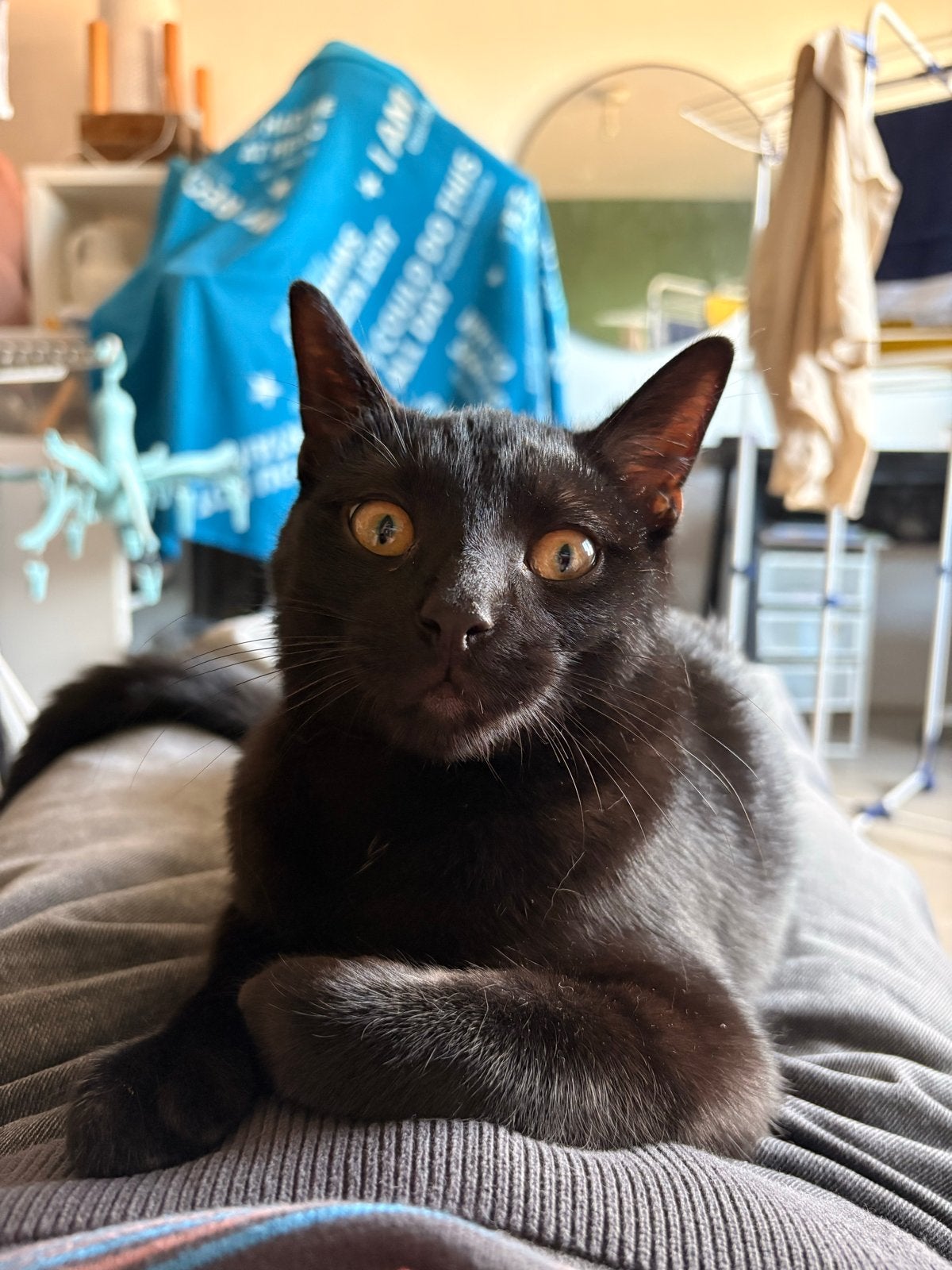 Kitten europeese korthaar zwart gecastreerd, Kater, Gechipt