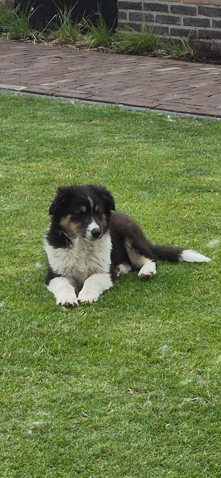 Mooie schotsecollie x austrailianshepert teef, Dieren en Toebehoren, Honden | Niet-rashonden, 8 tot 15 weken, Teef, Eén hond, Nederland