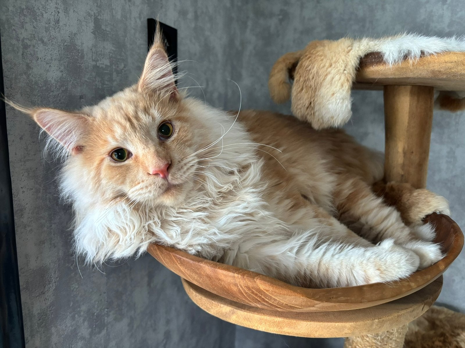 Maine Coon kater gecastreerd met stamboom, geteste ouders, Dieren en Toebehoren, Kater, Met stamboom, 0 tot 2 jaar