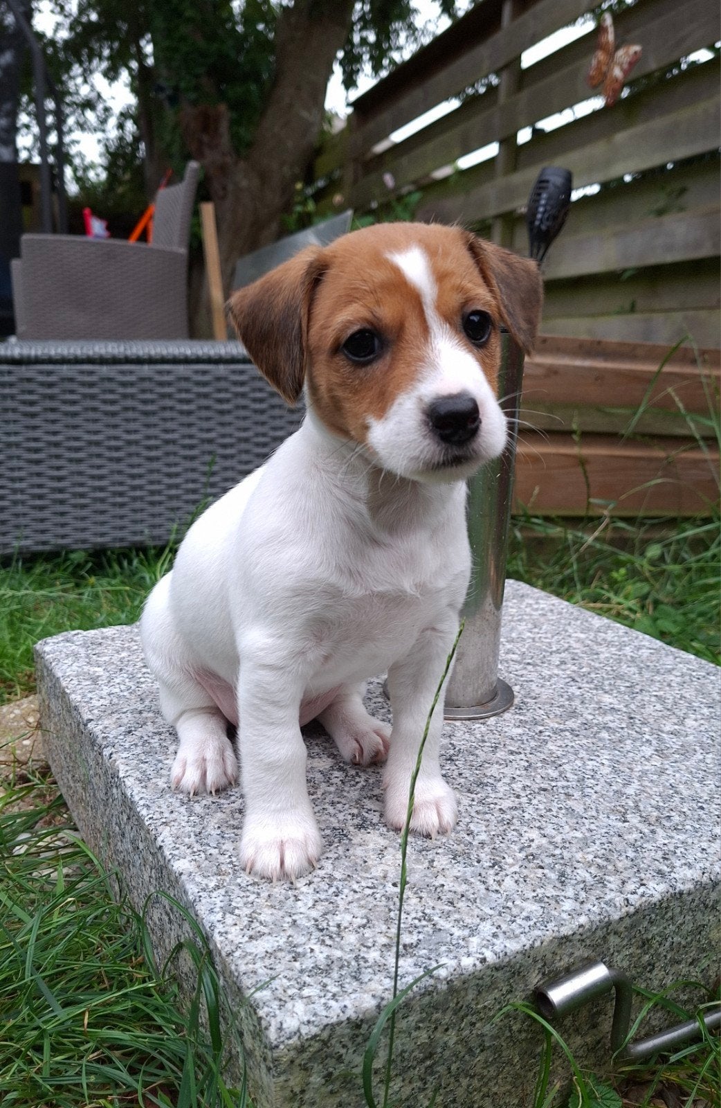 Prachtig Jackrussel teefje broken coat, Jack Russell Terriër, 8 tot 15 weken, Teef, Eén hond