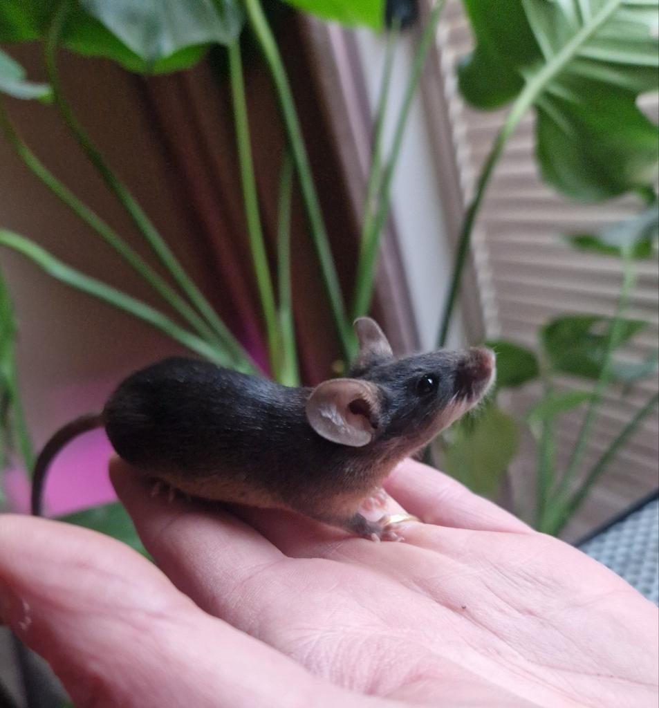 Kleurmuis vrouw Black and tan & zwart satijn dame muis, Dieren en Toebehoren, Knaagdieren, Maart, Muis, Vrouwelijk, Tam