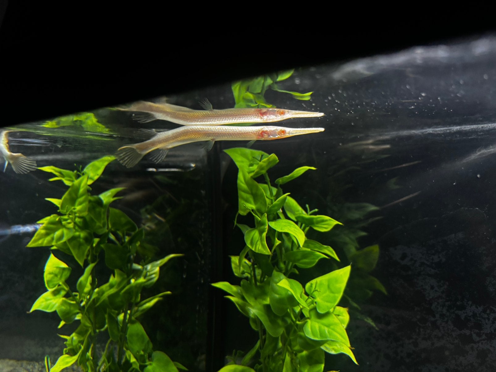 Albino gar, Dieren en Toebehoren, Vis