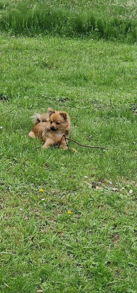 Hond, Dieren en Toebehoren, Parvo, 15 weken tot 1 jaar, Overige rassen, Teef