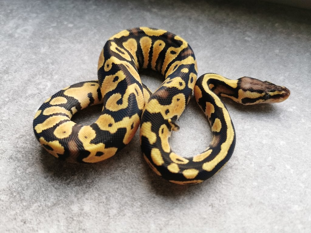 0.1 Pastel (het Clown of het Cryptic) Koningspython Ball Python photo 4