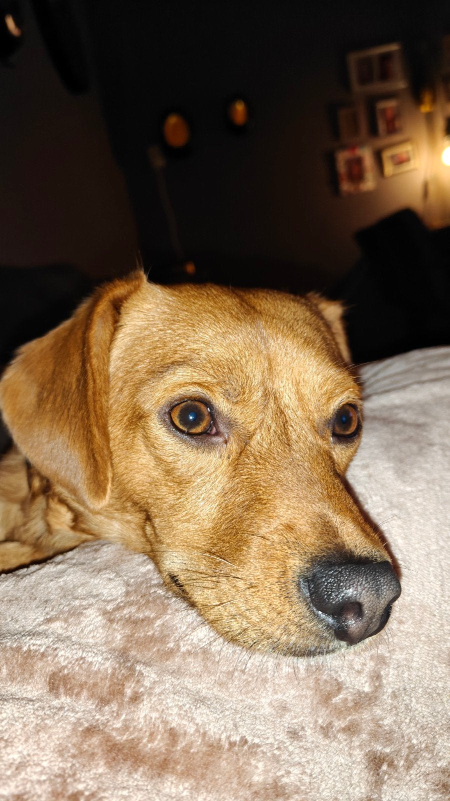 SPOED! leuk hondje zoekt nieuw huisje, Dieren en Toebehoren, Particulier, Reu, 1 tot 2 jaar, Buitenland