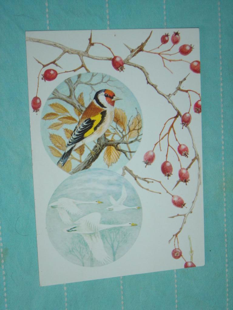 1) Kleuren ansichtkaart Vogels, Verzamelen, Ophalen of Verzenden, 1980 tot heden, Gelopen, Vogel