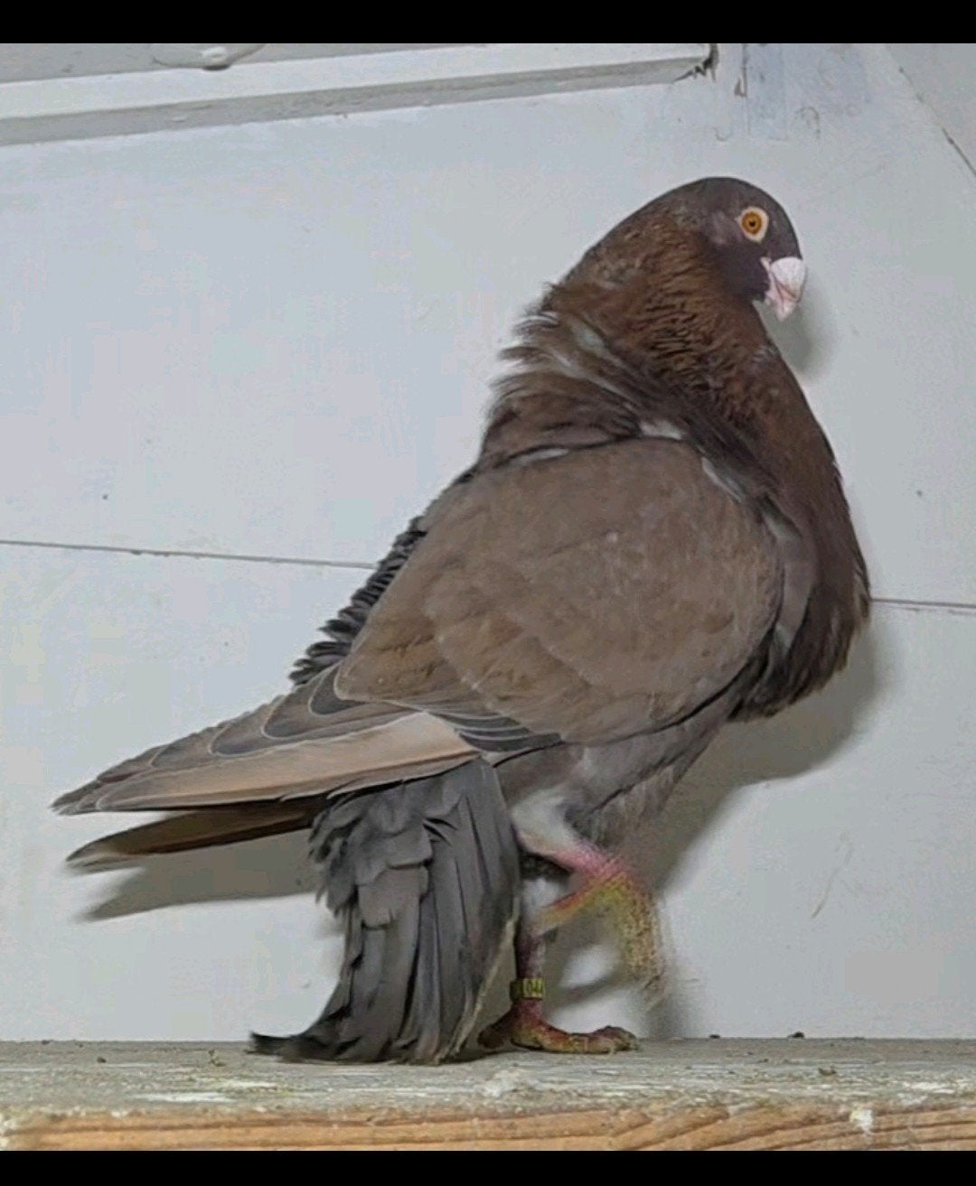 Te koop of te ruil laudino sevillano doffer, Dieren en Toebehoren, Mannelijk, Postduif
