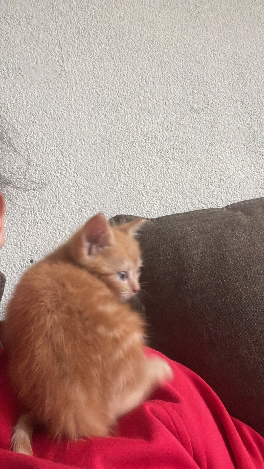 Deze lieverds zoeken nog een  huisje, Kater