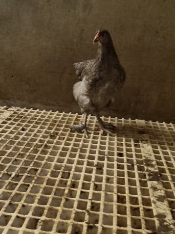 Jonge blauwe Marans hennen, Dieren en Toebehoren, Vogels | Duiven, Vrouwelijk, Kropper