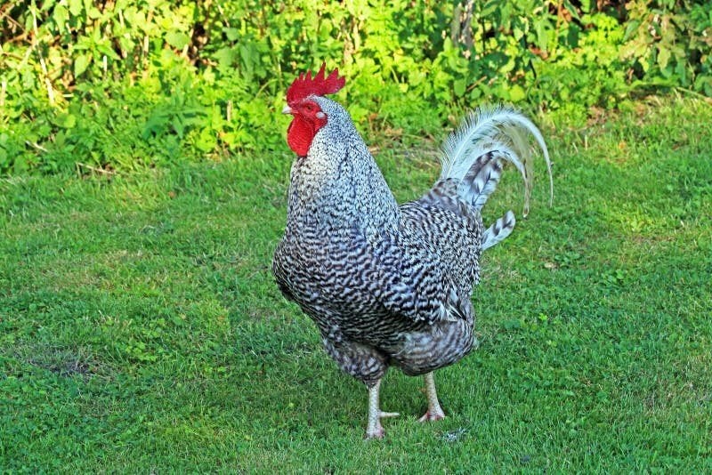 mooie haan Plymouth, Dieren en Toebehoren, Mannelijk, Kip