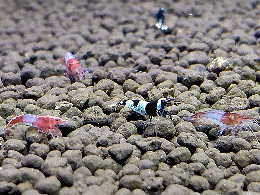 Red Rili Garnalen – Neocaridina davidi, Kreeft, Krab of Garnaal, Zoetwatervis