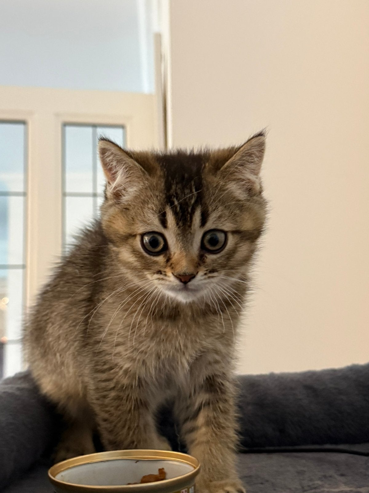 Britse Korthaar, Dieren en Toebehoren, Katten en Kittens | Raskatten | Korthaar, Meerdere dieren, Met stamboom, 0 tot 2 jaar