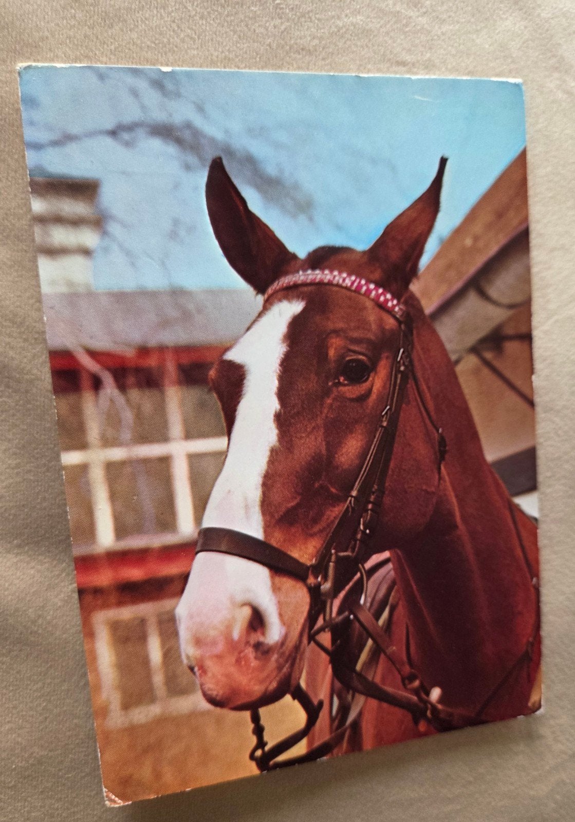 Mooi portret Paard met Hoofdstel, Verzenden, 1960 tot 1980, Gelopen, Paard