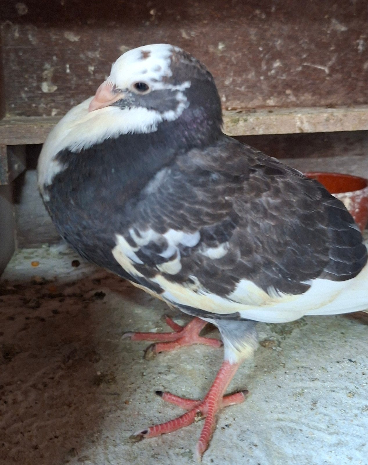 Eenling uit goede beesten geteeld, Dieren en Toebehoren, Vogels | Duiven, Geslacht onbekend, Kropper