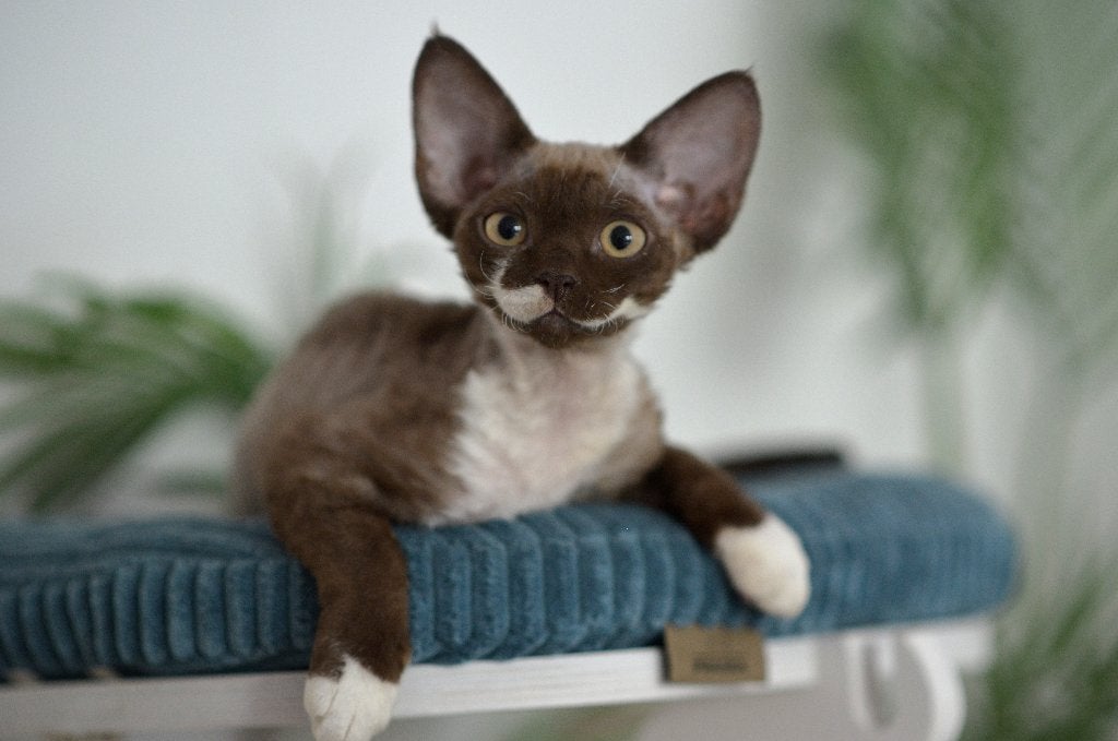 devon rex, Meerdere dieren, Met stamboom, 0 tot 2 jaar