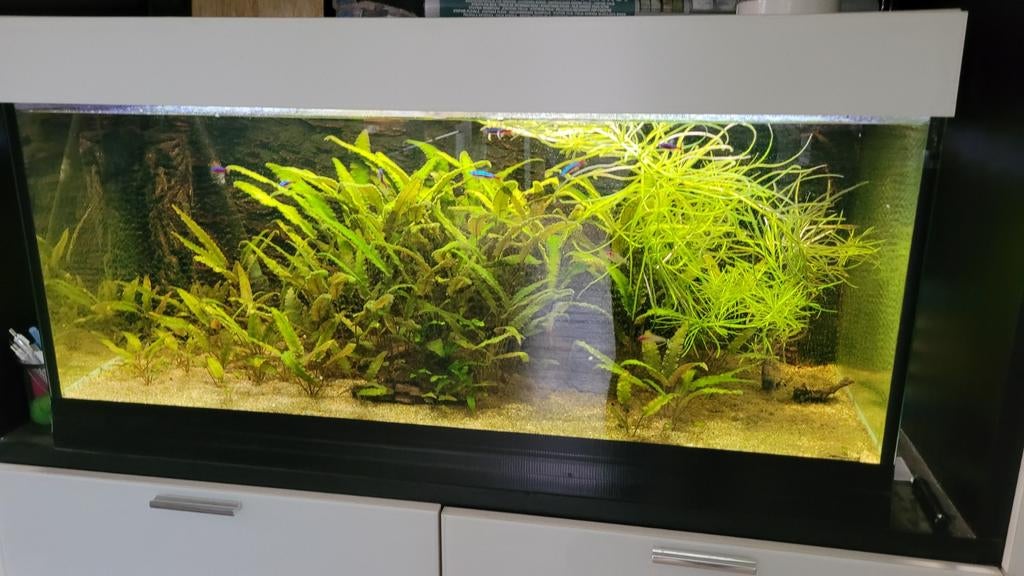 Aquarium,  100 breed x 40 diep x 50 hoog, Dieren en Toebehoren, Vissen | Aquaria en Toebehoren, Ophalen