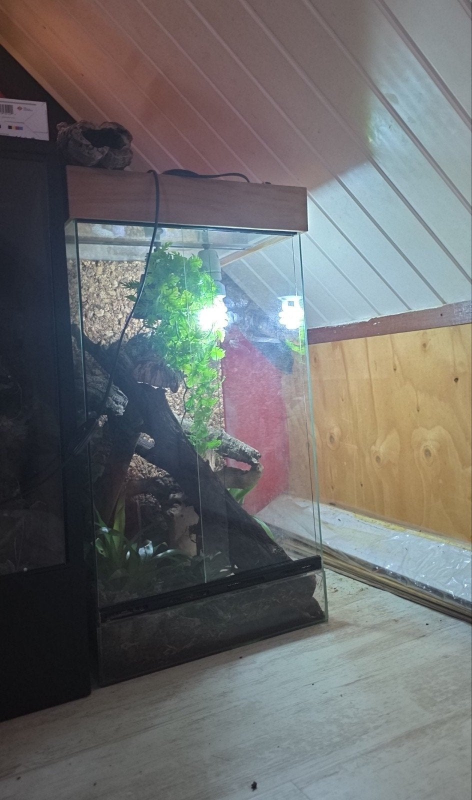 Mannetje gargoyle gekko met terrarium 40x40x70, Ophalen of Verzenden, Zo goed als nieuw
