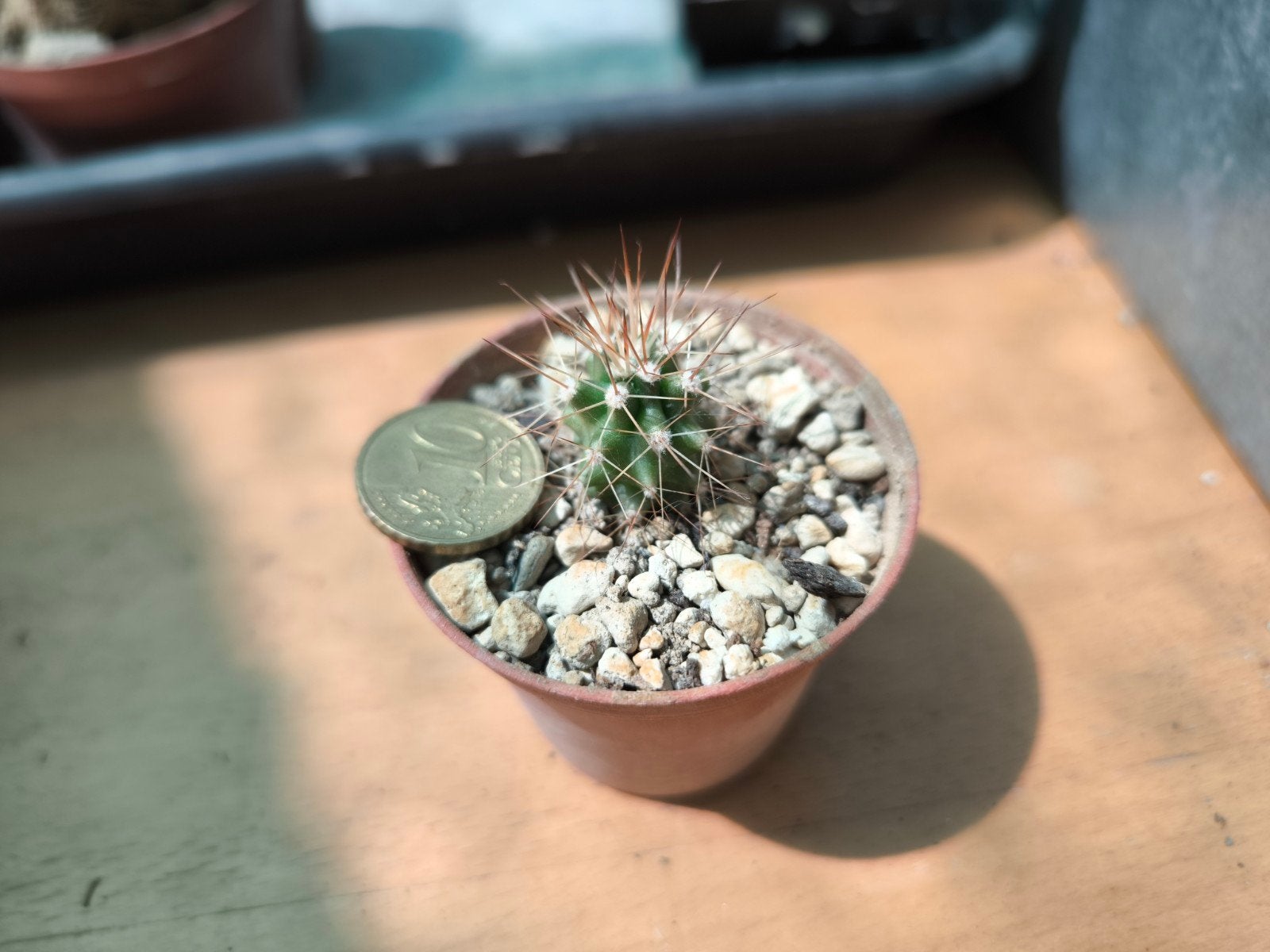 CactusCreatures Echin. coccineus SB296 of SB351 €1 per plant, Huis en Inrichting, Kamerplanten, Ophalen of Verzenden, Cactus, Minder dan 100 cm