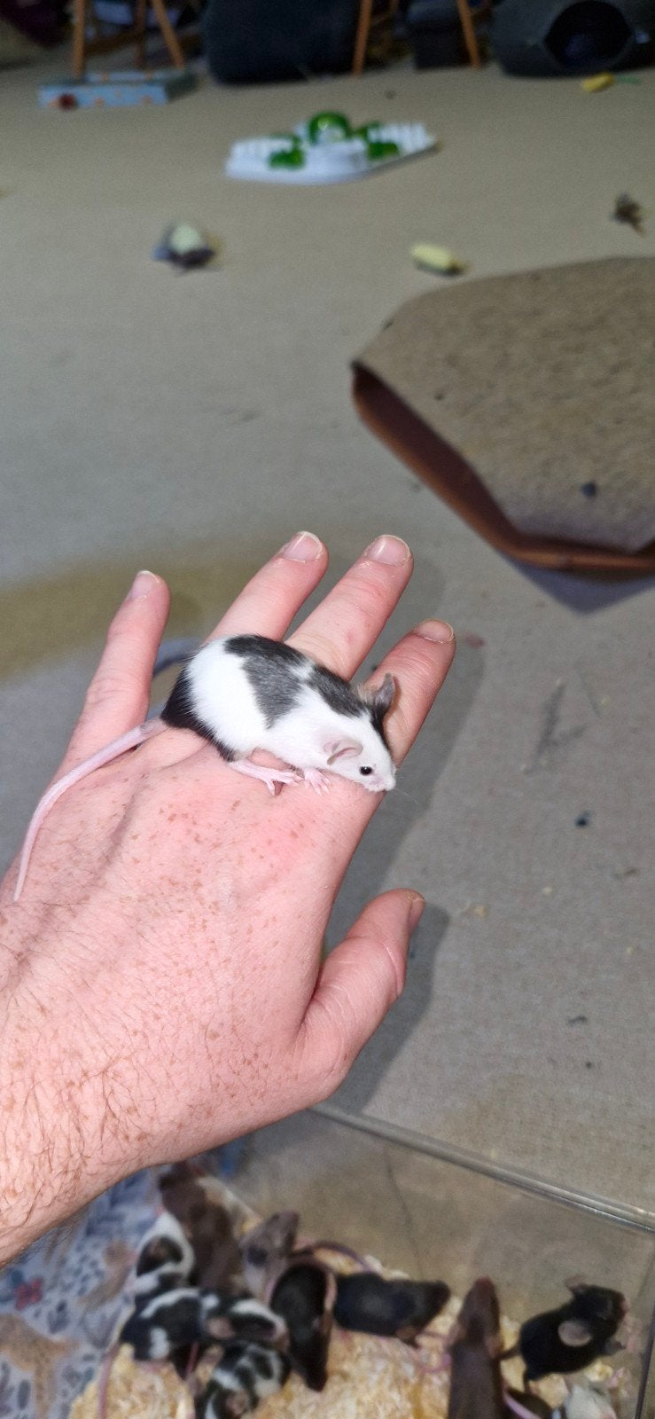 jonge kleurmuis dames, Dieren en Toebehoren, Juli, Vrouwelijk