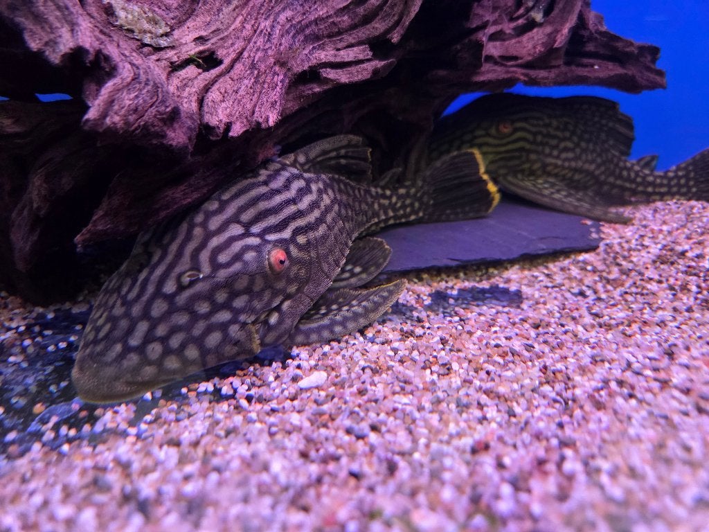 Watermelon pleco L330 - Panaque nigrolineatus, Vis, Zoetwatervis