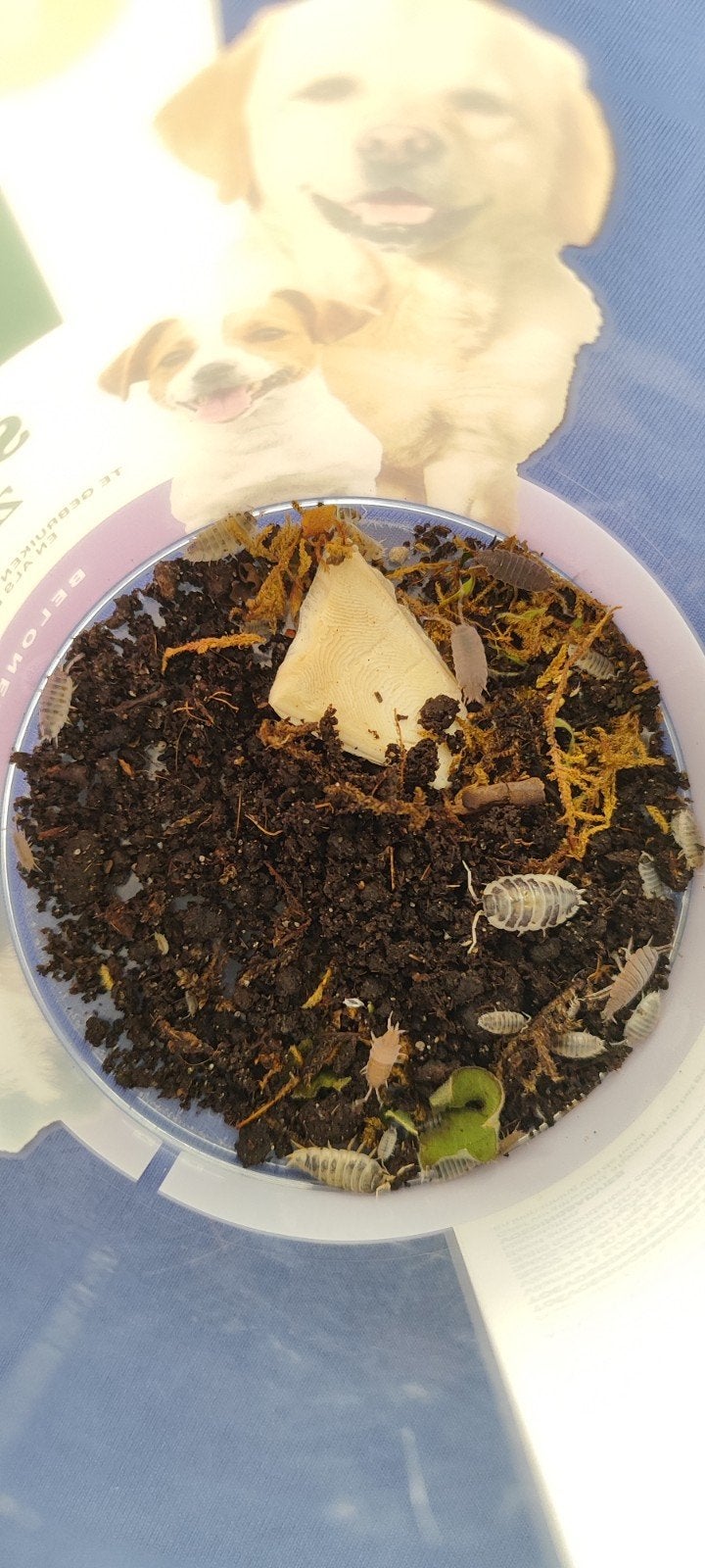 Dairy Cow isopods