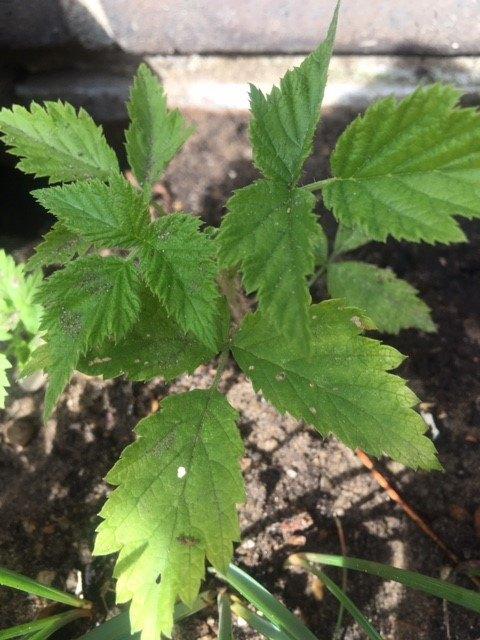 sterke frambozen struikjes, Tuin en Terras, Planten | Tuinplanten, Ophalen, Volle zon, Vaste plant, Zomer