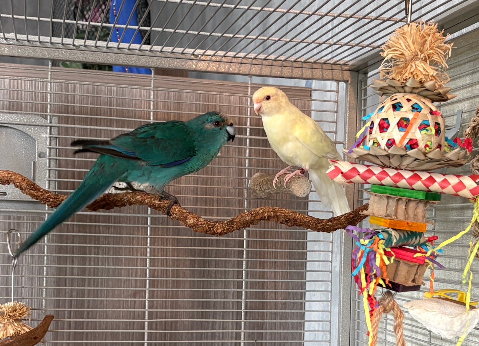 Bewezen koppel kakariki, Dieren en Toebehoren, Meerdere dieren, Parkiet, Geringd