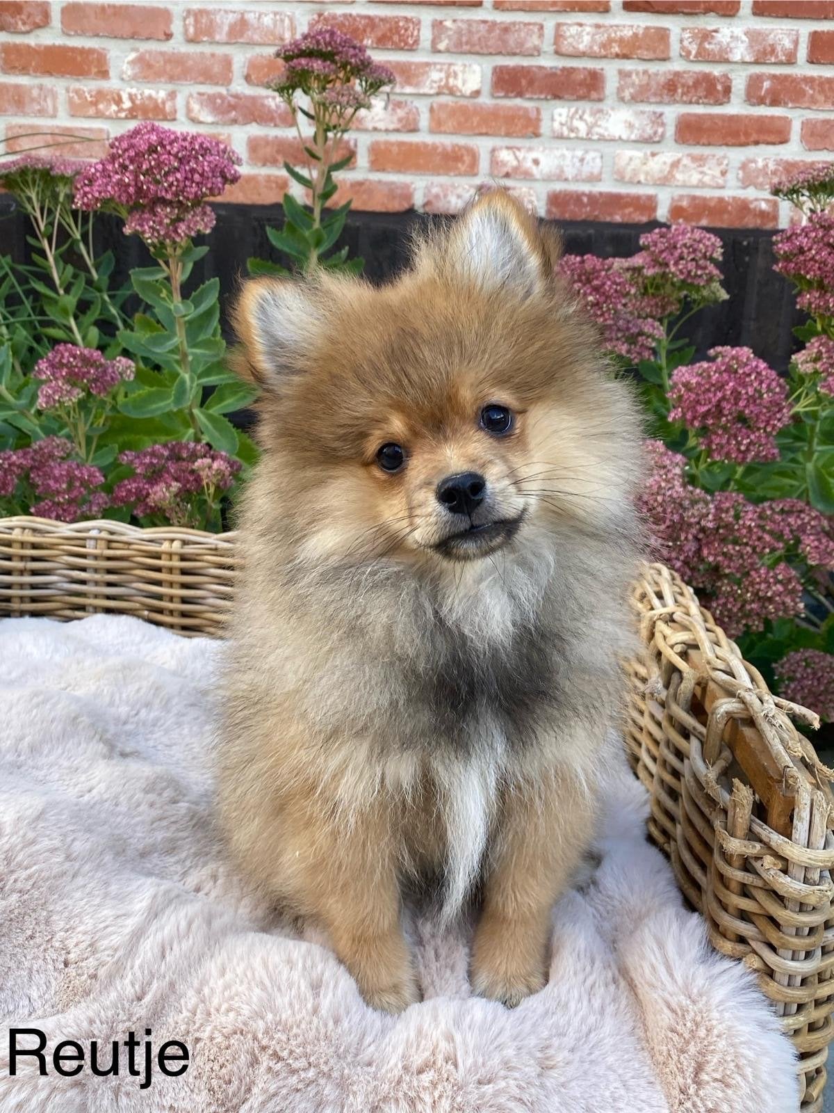 Klein kees pups beschikbaar, België, Keeshond, 15 weken tot 1 jaar, CDV (hondenziekte)