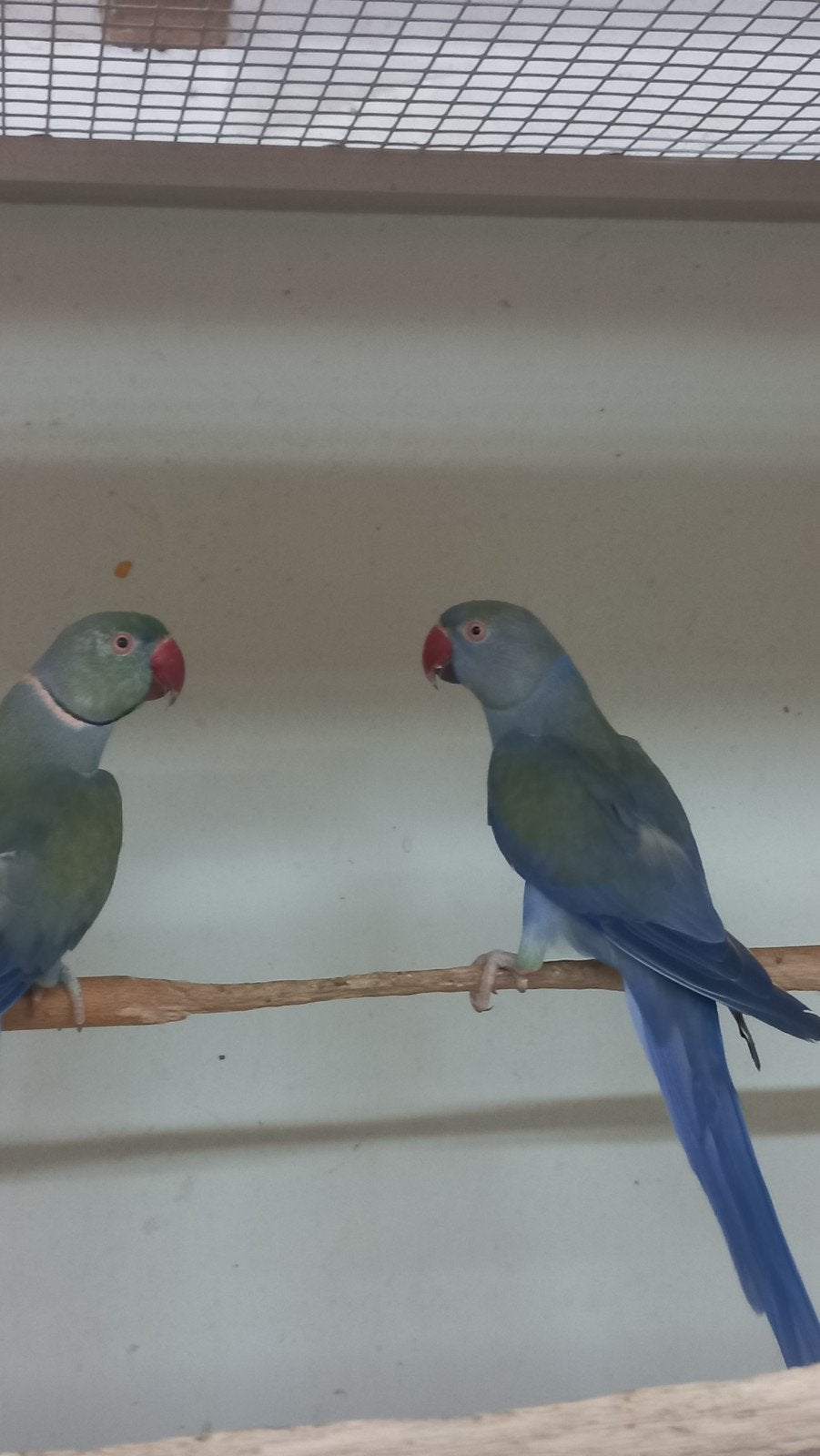 halsbandparkieten  violet turquoise, Dieren en Toebehoren, Vogels | Parkieten en Papegaaien, Meerdere dieren, Parkiet, Geringd
