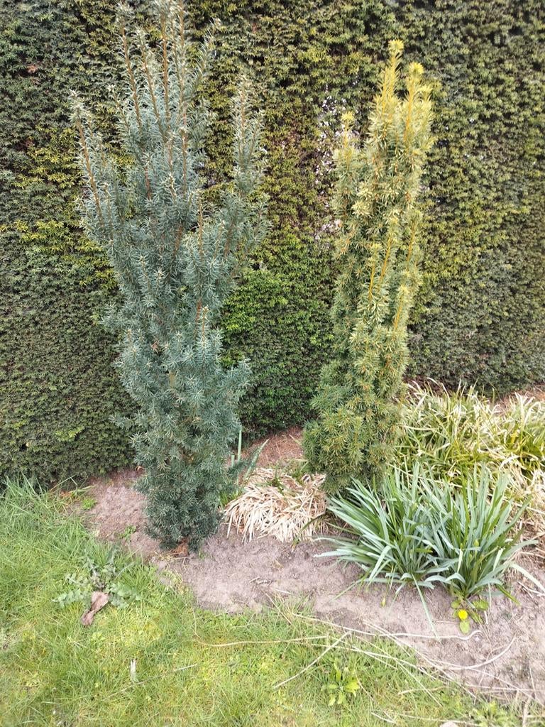 Taxus Baccata (Venijnboom) - 2 stuks, Tuin en Terras, Planten | Tuinplanten, Volle zon, Vaste plant, Bloeit niet, Ophalen