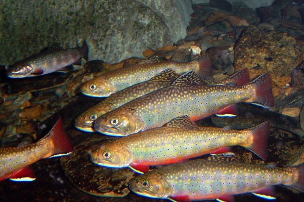 Bronforel - Forel - Salvelinus- klein - Koidream Valburg, Dieren en Toebehoren, Vissen | Vijvervissen, Karper of Koi