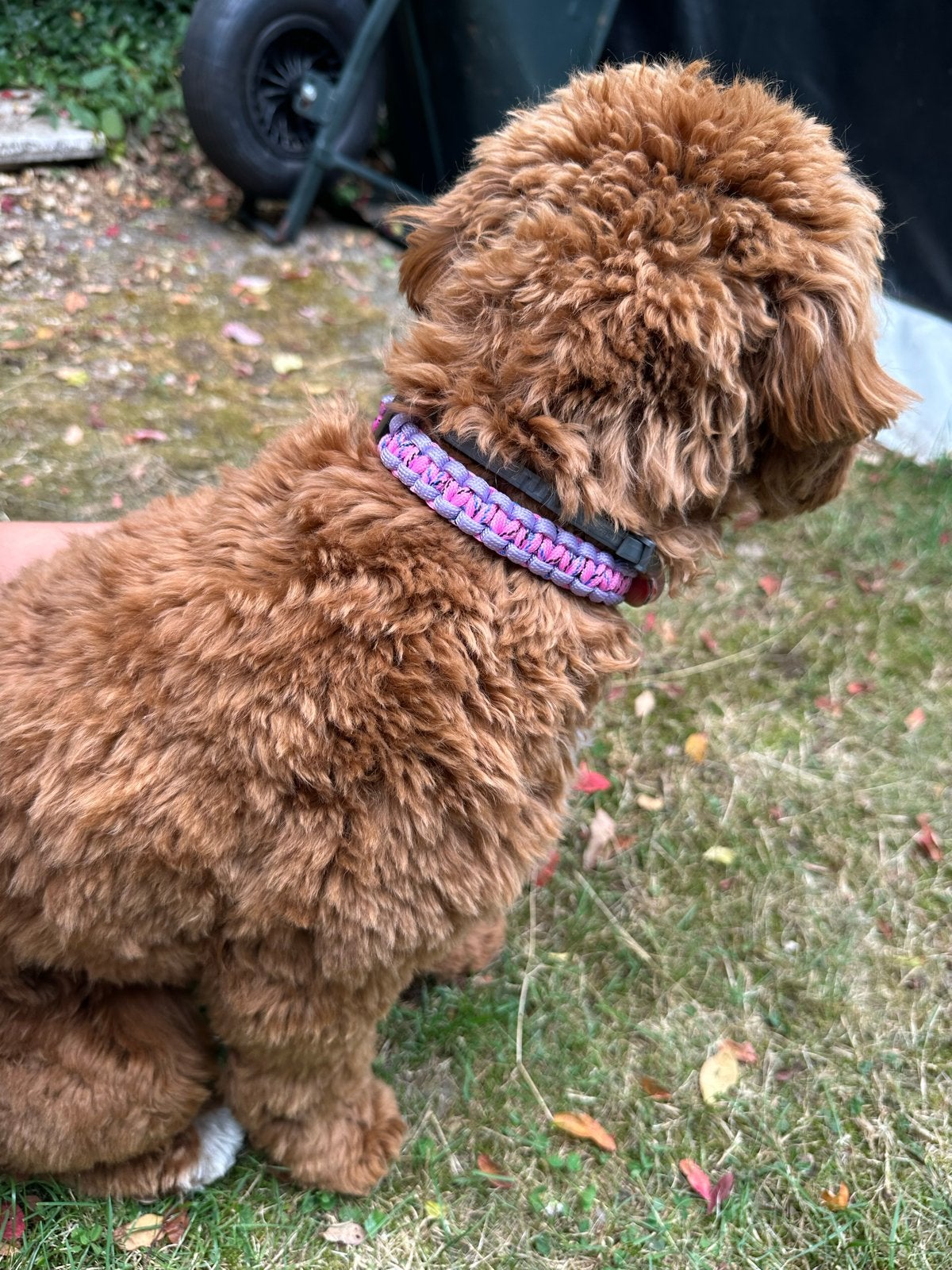 Handgemaakte halsbanden hond paracord, Dieren en Toebehoren, Overige merken, Verzenden, Nieuw, Halsband