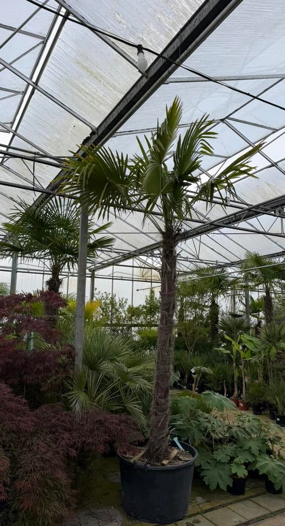 Trachycarpus fortunei 200cm stam, 100 tot 250 cm, Zomer, Palmboom, Ophalen