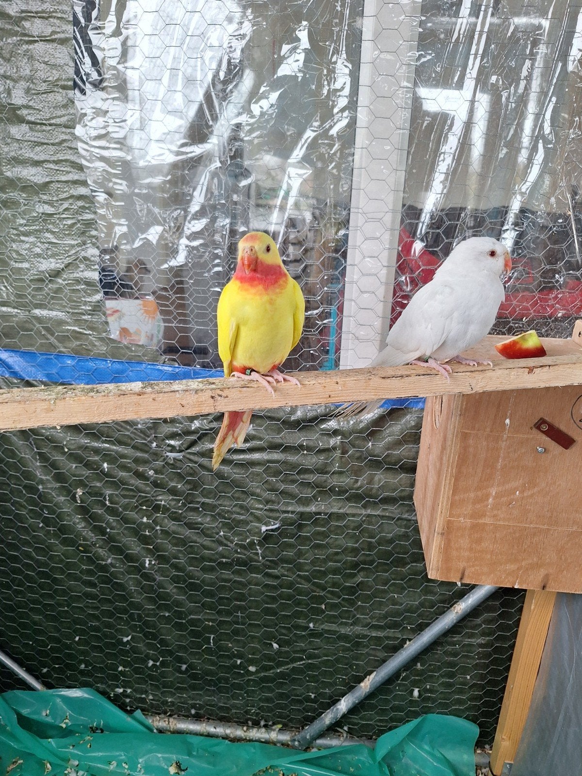 Prinsessenpaar, Dieren en Toebehoren, Vrouwelijk