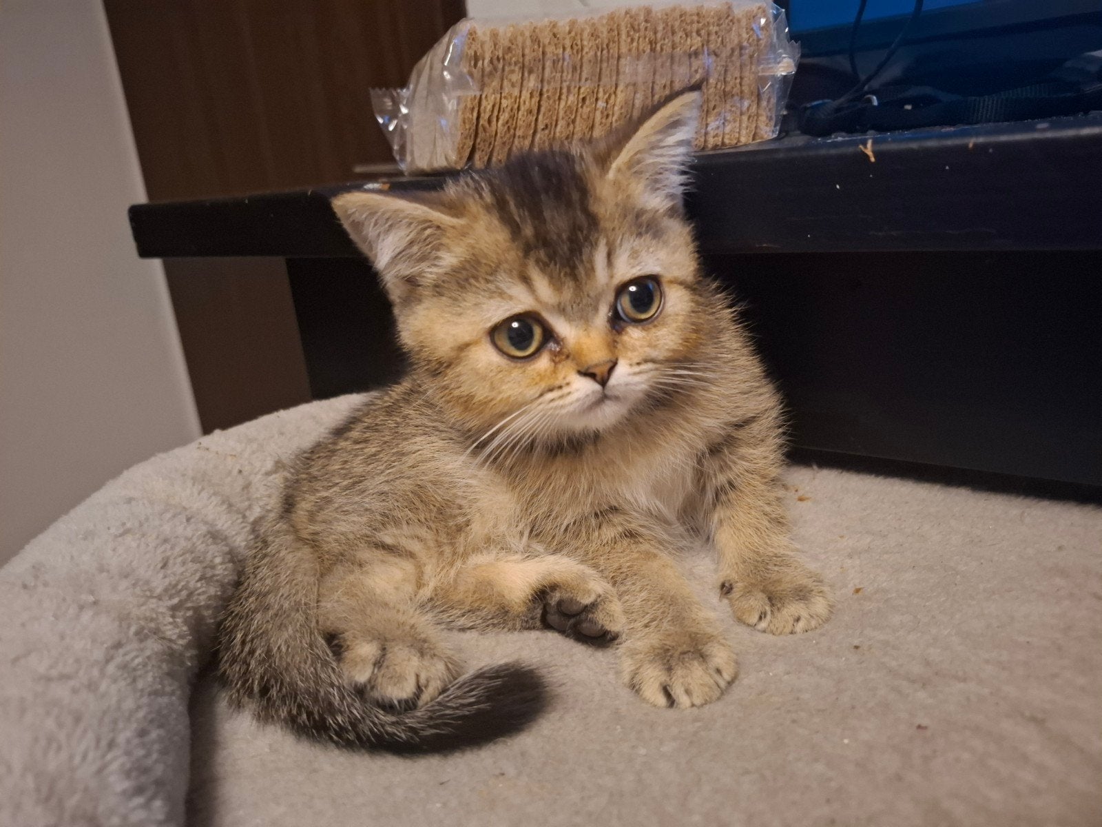 Britse Korthaar kittens, Meerdere dieren, 0 tot 2 jaar