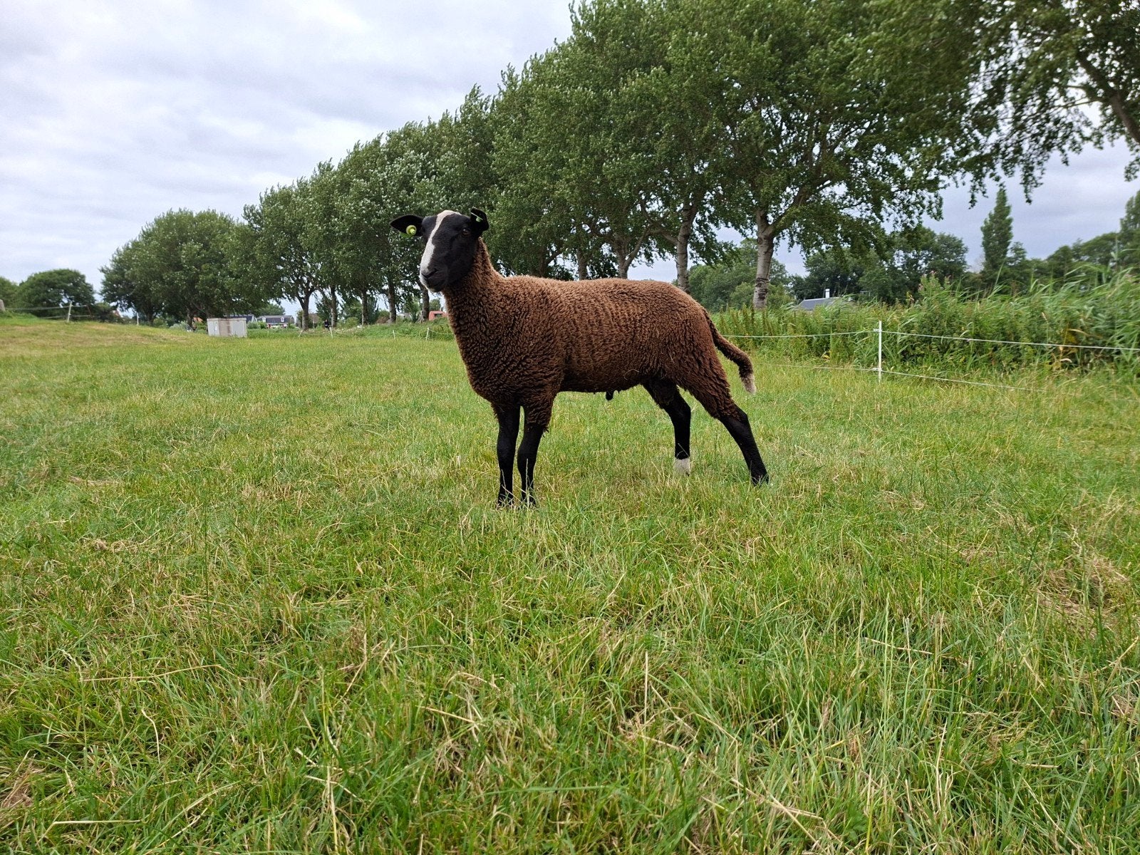 Zwartbles ramlammeren, Mannelijk, Schaap